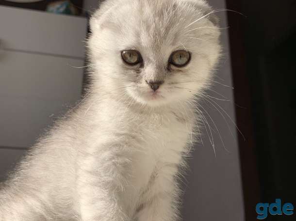 Продаются шотландские вислоухие котята, 2 месяца, фотография 2