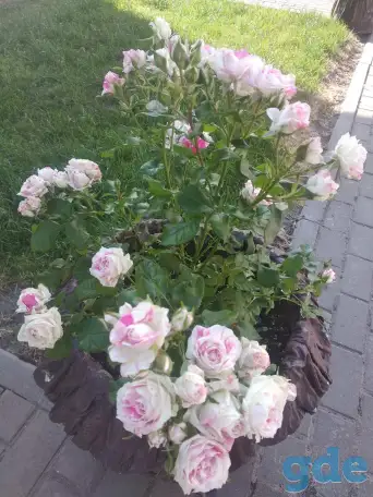 саженцы роз, фотография 5