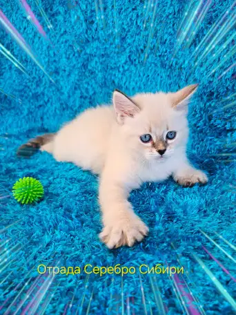 невские маскарадные котята-резерв, фотография 8