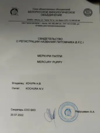 Щенки лабрадора, питомник, фотография 10