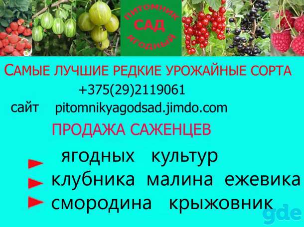 САЖЕНЦЫ КЛУБНИКИ - 50 сортов - купить  в Бресте  с питомника, фотография 1