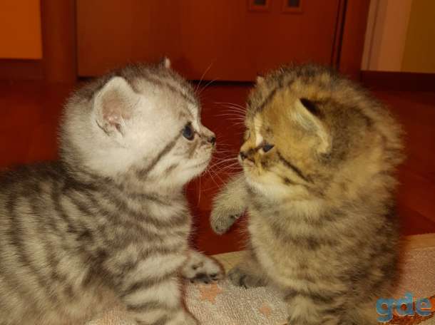 Шотландские котята, фотография 1