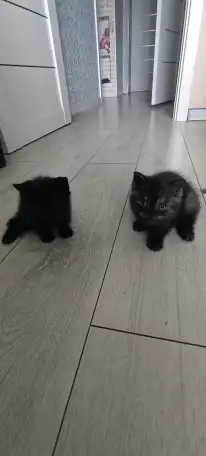 Котята британцы, фотография 3