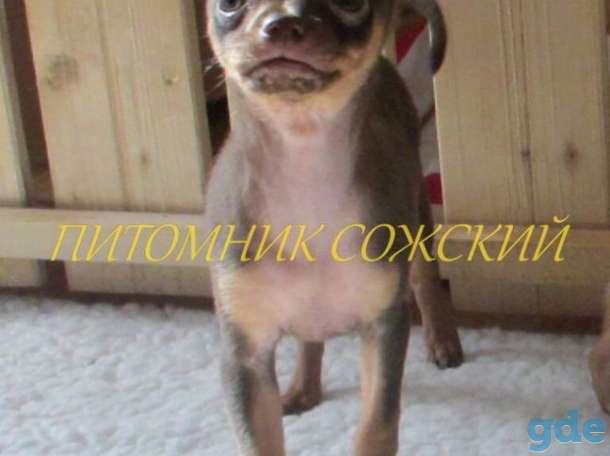 Той-терьер девочка из проф. питомника щенок, фотография 3