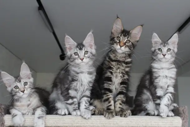 Котята мейн кун!, фотография 6