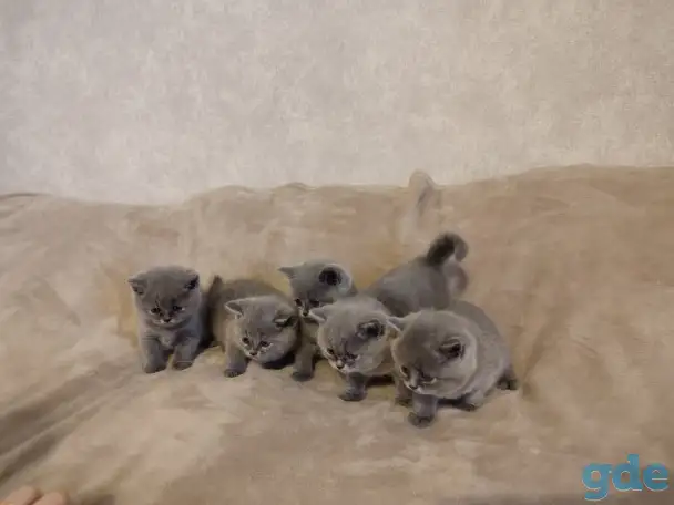 Котята Британские, фотография 2