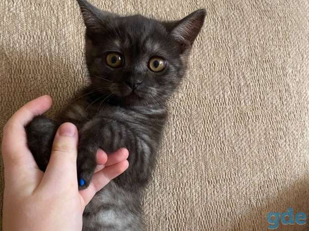 Британский короткошерстый котенок, фотография 1