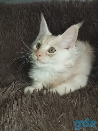 Котенок мейнкун готов обрести новый дом., фотография 2
