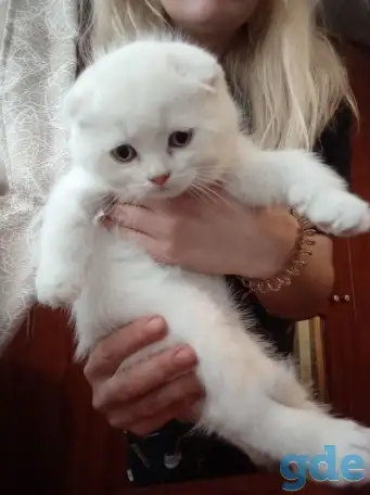 Шотландские котята, фотография 5