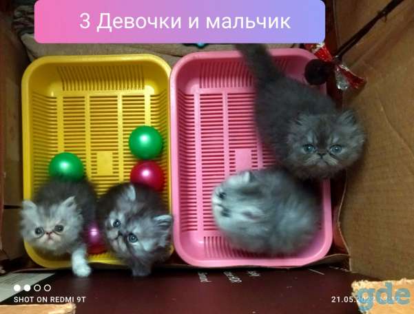 Персидские котята экстремального типа чистокровные.Персы.Котята., фотография 8