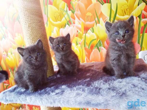 Британские котята, фотография 1