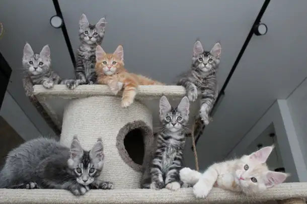Котята мейн-кун, фотография 5