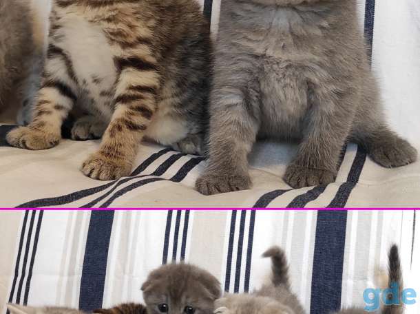 Шотландские котята, фотография 11