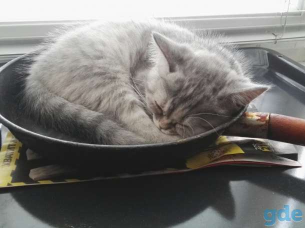 Кошка, фотография 1