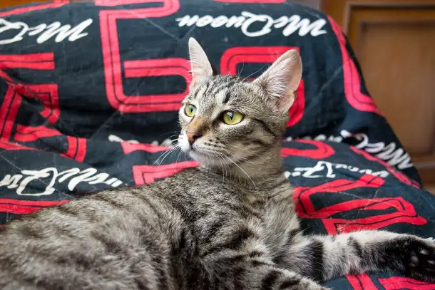 Котенок Тоффи, 7 мес., фотография 1