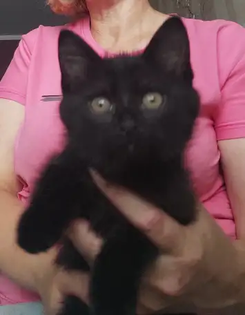 Котята в добрые руки, фотография 1
