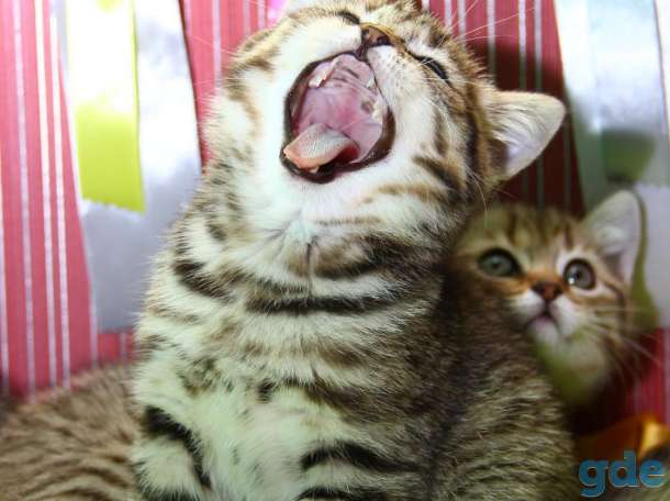 Котята золотые британцы, фотография 6