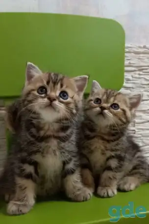 Британские котята, фотография 3