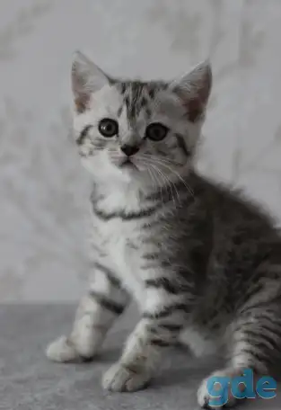 Шотландский котенок, фотография 1