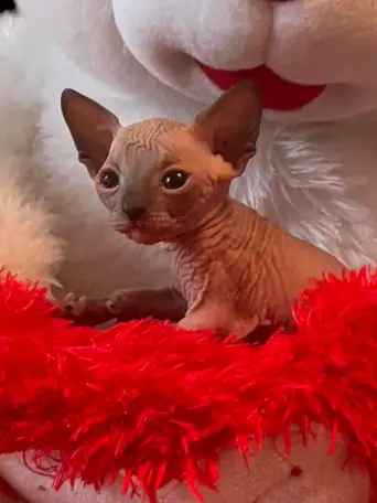 Котята канадского сфинкса, фотография 1
