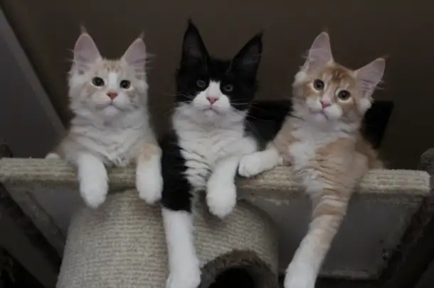 Котята мейн кун!, фотография 5