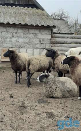 Продажа овец, фотография 2