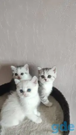 Шотландские котята с голубыми глазами, фотография 6