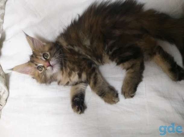 Котята мейн-кун, фотография 6