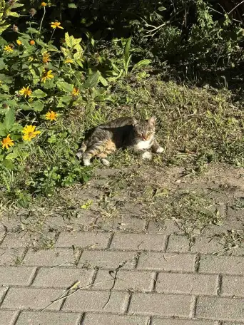 Ищет дом которебенок! Котенок в дар! СОС!, фотография 1