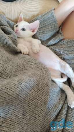Котенок, фотография 4