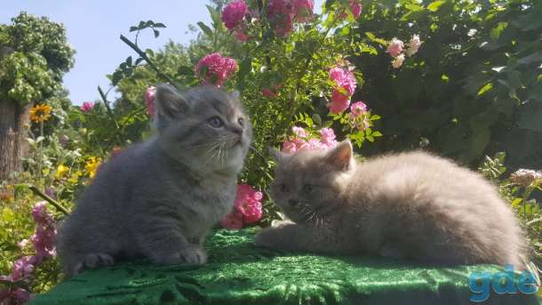 Шотландские клубные котята., фотография 4