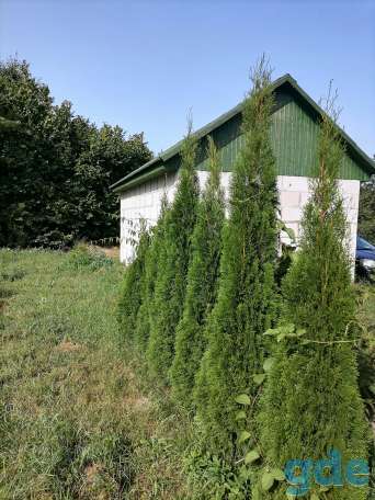 Продам дом с  большим участком, фотография 2