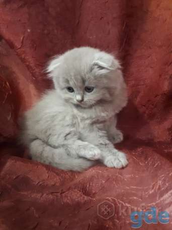 Продам котенка от вислоухой шотландской, фотография 1