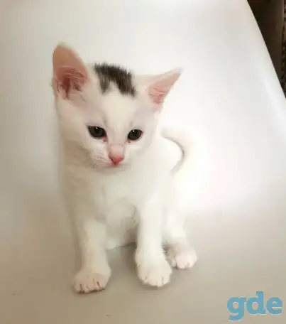 отдам котят, фотография 1