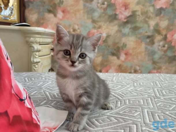 котята шотландские, фотография 4