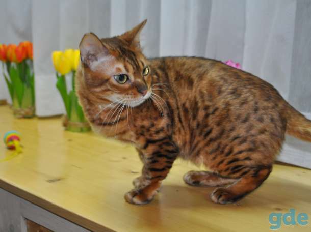 Бенгальска кошка, фотография 1