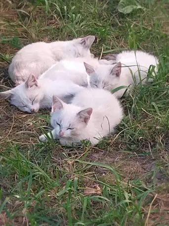 Котята даром, фотография 2