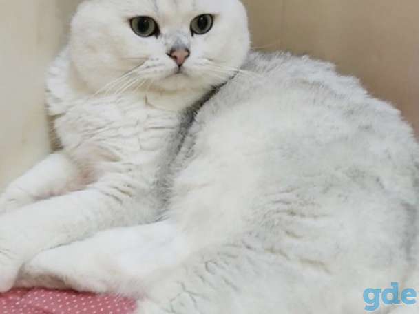 Продажа шотландского вислоухого котёнка, фотография 3