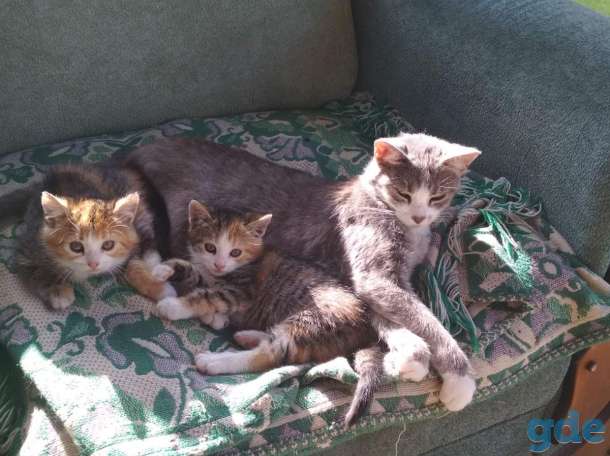 Котята ищут дом, фотография 4