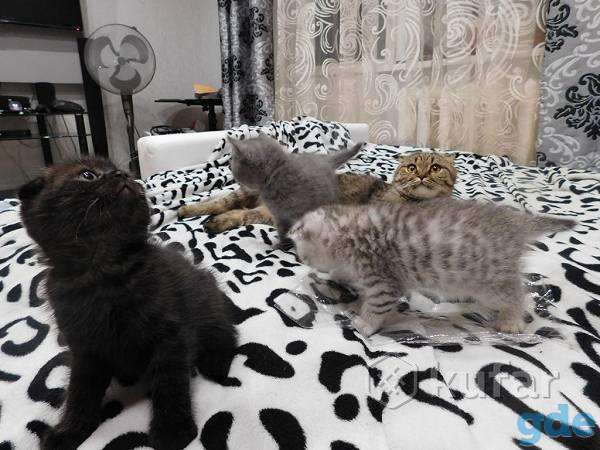 Шотландские котята, фотография 6