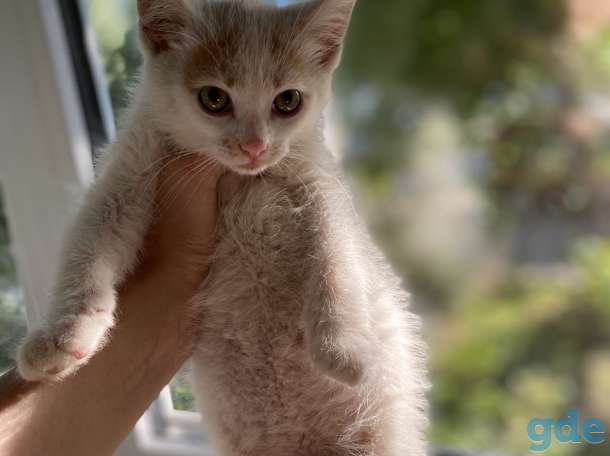 Котята в дар, фотография 6