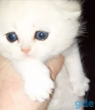 Шотландские котята, фотография 4