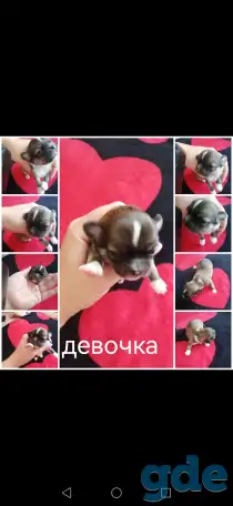 Щенки чихуахуа, фотография 9