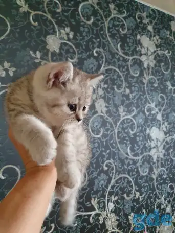 Котята, фотография 4