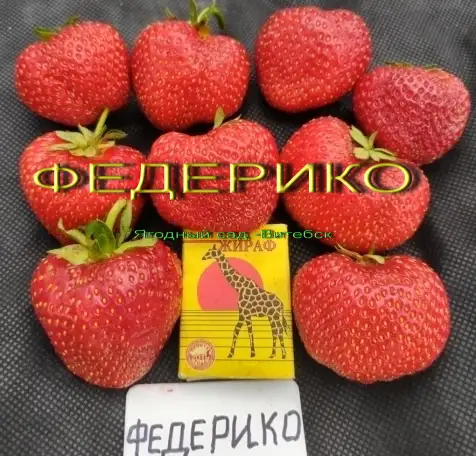 САЖЕНЦЫ КЛУБНИКИ - 50 сортов - купить  в Бресте  с питомника, фотография 16