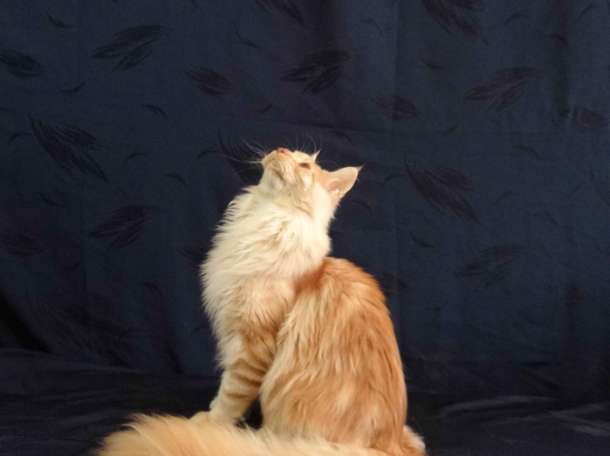 Котёнок Мейн-кун, фотография 7