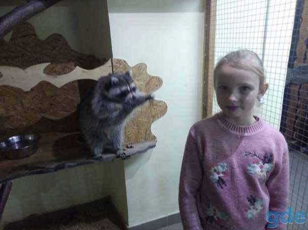 Продаётся енот девочка, фотография 4