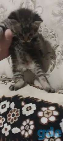 котята в хорошие руки, фотография 3