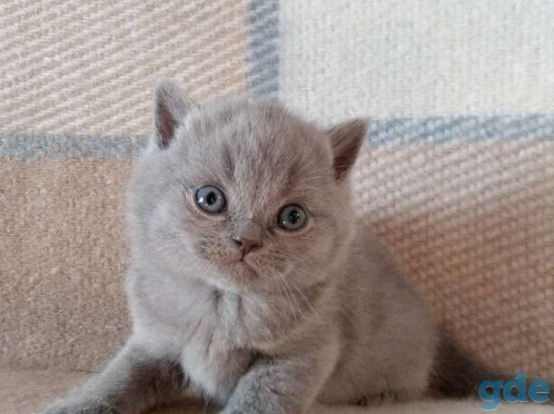 Британский котенок из питомника, фотография 3