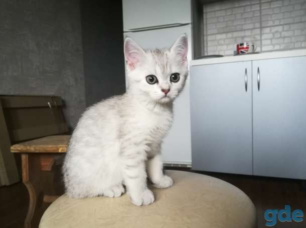 Шотландский котенок, фотография 7